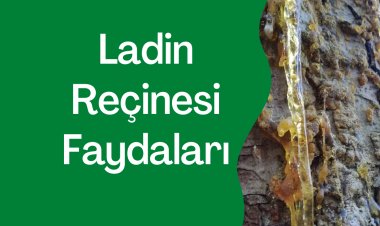 LADİN REÇİNESİ FAYDALARI
